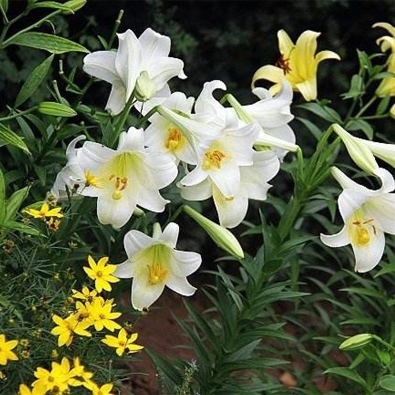 秋冬季耐寒室外花种子香水百合种球四季百合花子庭院开花不断