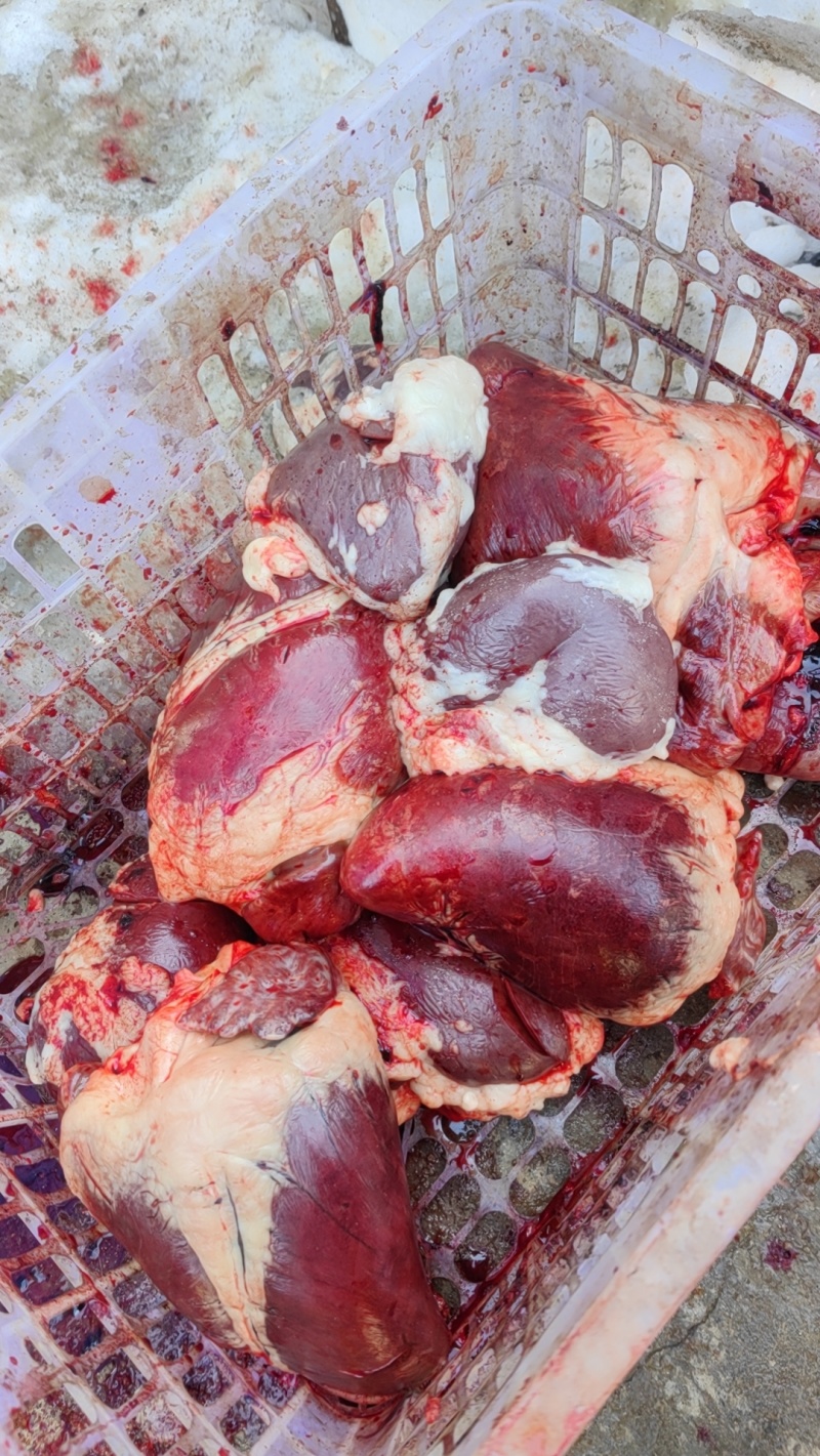 驴腰子鲜腰子屠宰场大量供应独立真空包装价格美丽