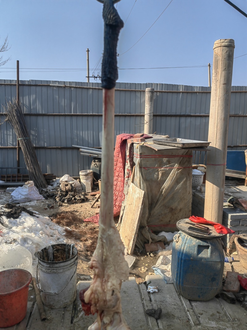 驴鞭带宝新鲜精修去油真空独立包装自家屠宰场