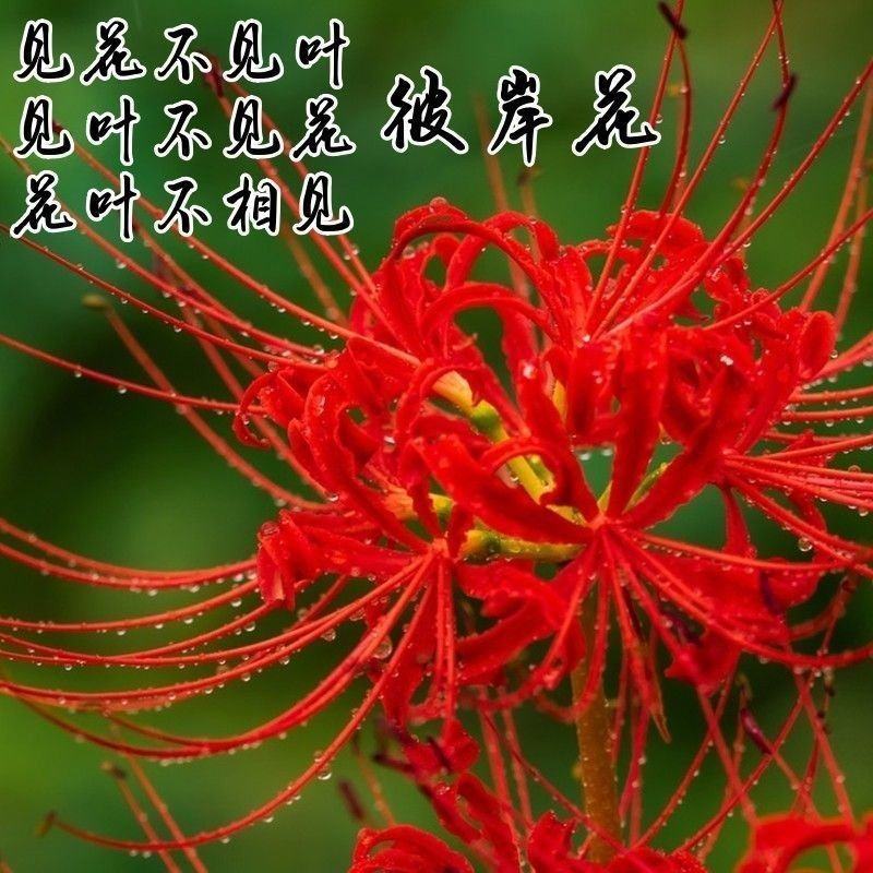 彼岸花种球浓香花卉曼珠沙华红盆栽室内室外土培水培四季开花