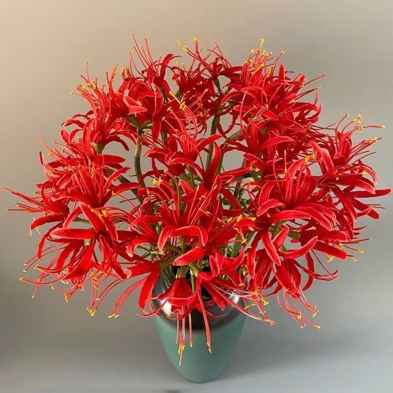 彼岸花种球浓香花卉曼珠沙华红盆栽室内室外土培水培四季开花
