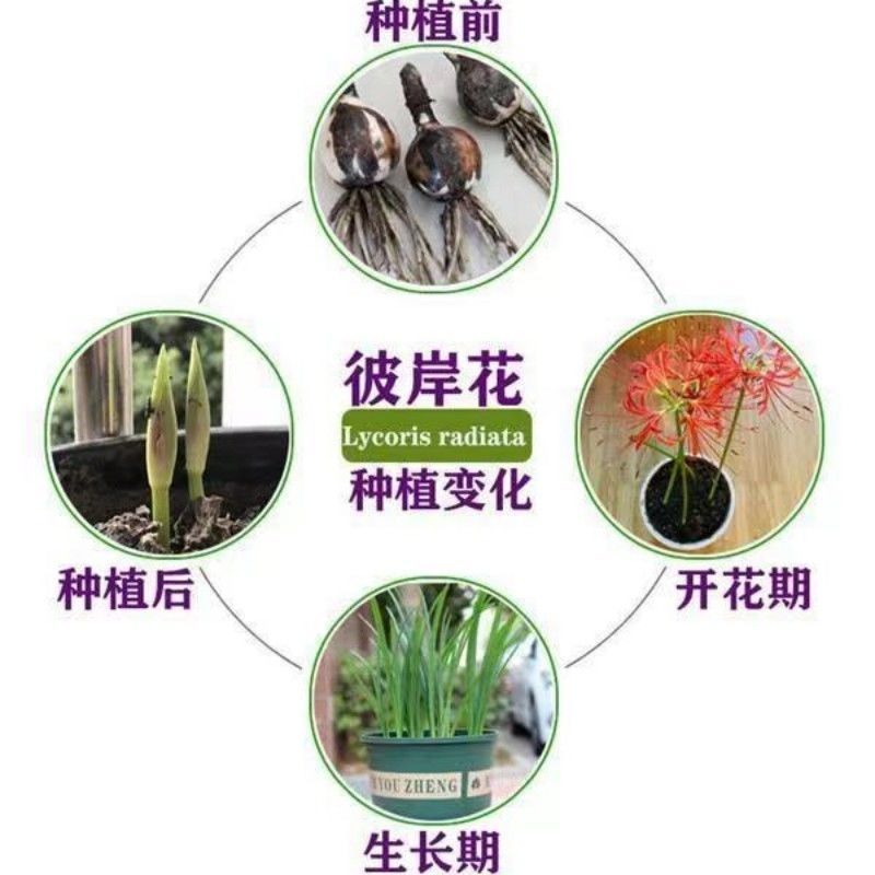 彼岸花种球浓香花卉曼珠沙华红盆栽室内室外土培水培四季开花