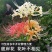 彼岸花种球浓香花卉曼珠沙华红盆栽室内室外土培水培四季开花