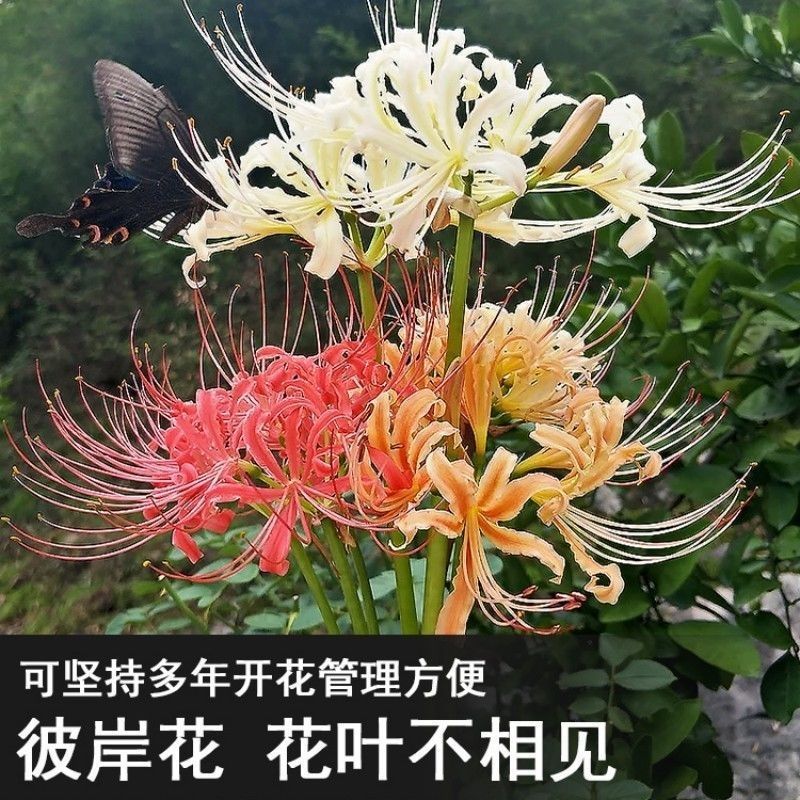 彼岸花种球浓香花卉曼珠沙华红盆栽室内室外土培水培四季开花