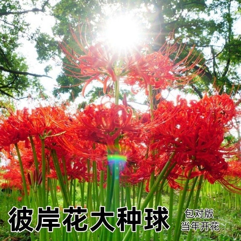 彼岸花种球浓香花卉曼珠沙华红盆栽室内室外土培水培四季开花