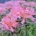彼岸花种球浓香花卉曼珠沙华红盆栽室内室外土培水培四季开花