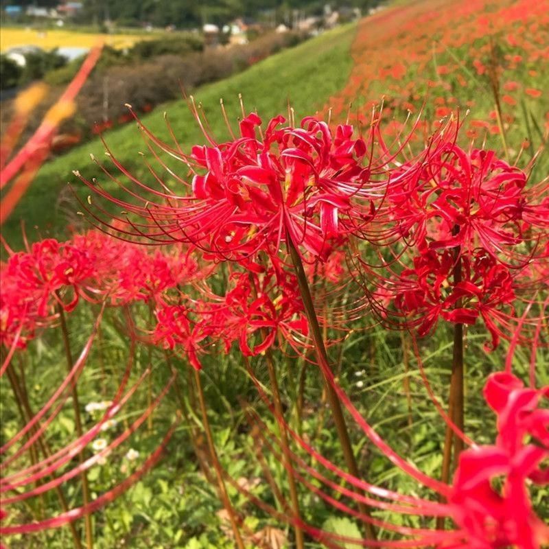 彼岸花种球浓香花卉曼珠沙华红盆栽室内室外土培水培四季开花