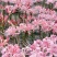 彼岸花种球浓香花卉曼珠沙华红盆栽室内室外土培水培四季开花