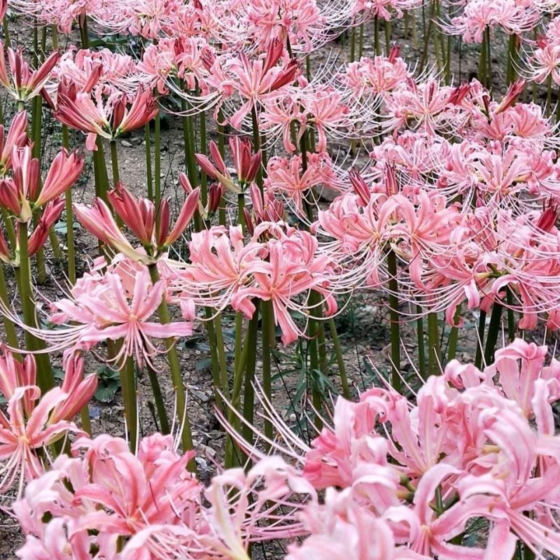 彼岸花种球浓香花卉曼珠沙华红盆栽室内室外土培水培四季开花