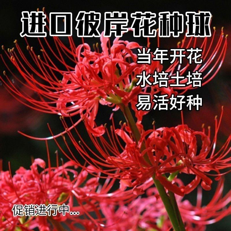 十颗曼珠沙华彼岸花石蒜种子花卉盆栽绿植曼陀罗种球植物开花