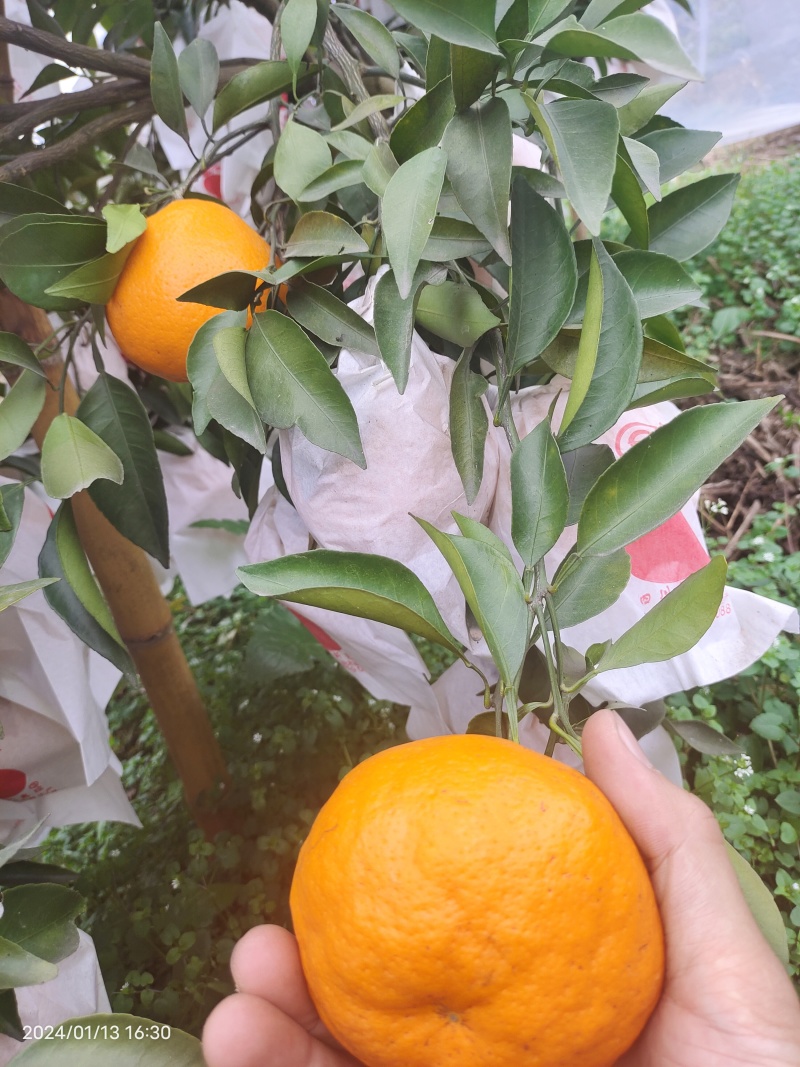 耙耙柑盖膜高山耙耙自然成熟