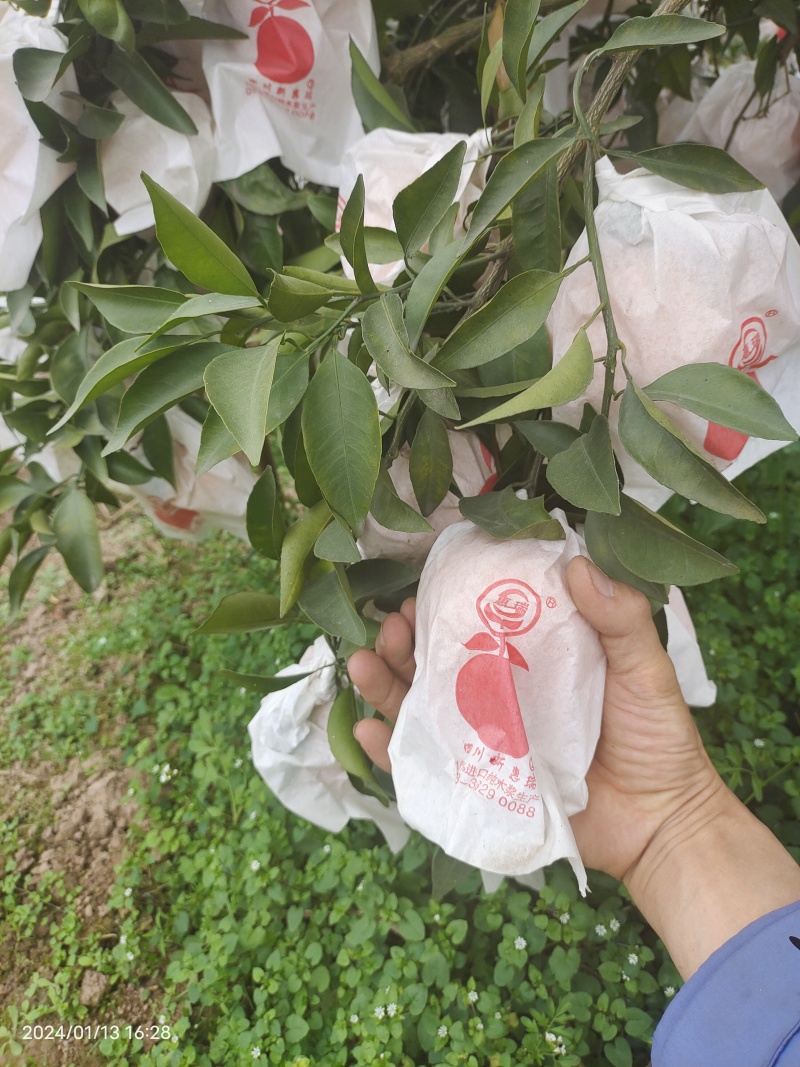 耙耙柑盖膜高山耙耙自然成熟