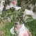 耙耙柑盖膜高山耙耙自然成熟