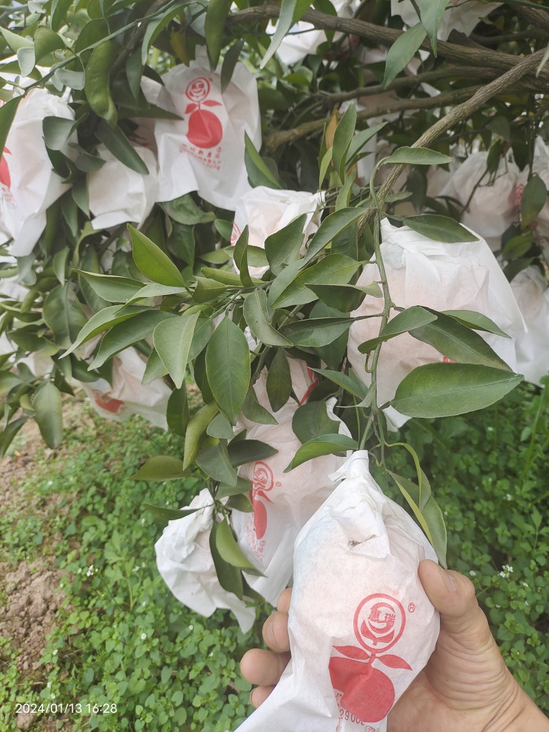 耙耙柑盖膜高山耙耙自然成熟