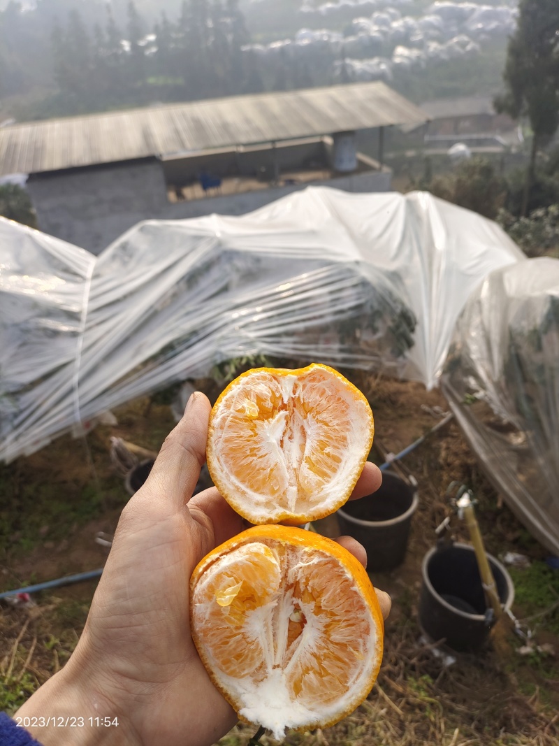 耙耙柑盖膜高山耙耙自然成熟