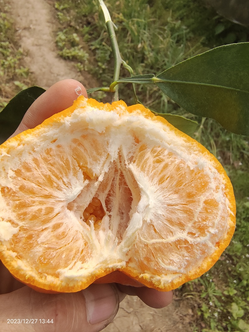 耙耙柑盖膜高山耙耙自然成熟