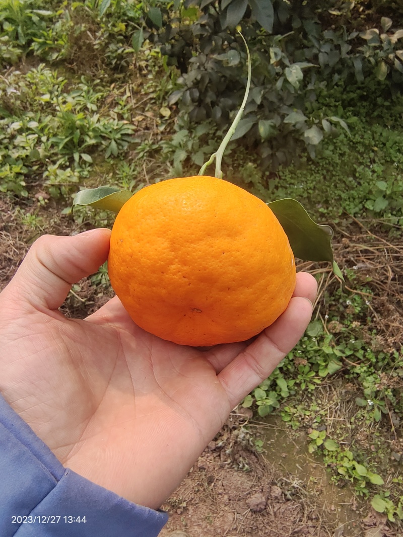 耙耙柑盖膜高山耙耙自然成熟
