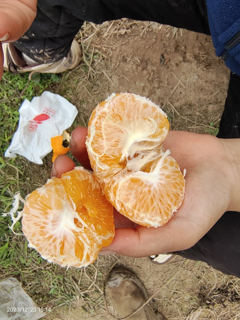 耙耙柑盖膜高山耙耙自然成熟