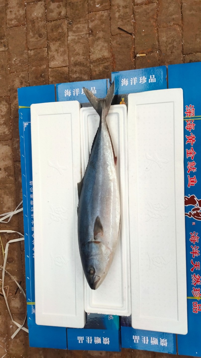 黄金鲅鱼对接各大电商社区团购平台一件代发