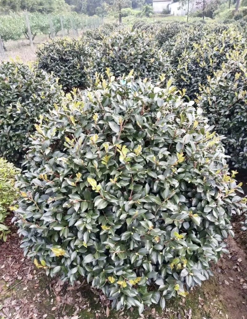 精品茶梅球50-60-80-1米-1.2米