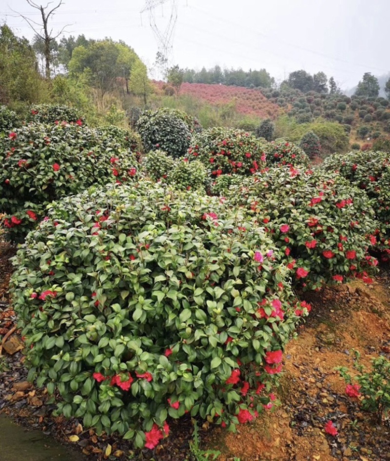 精品茶梅球50-60-80-1米-1.2米