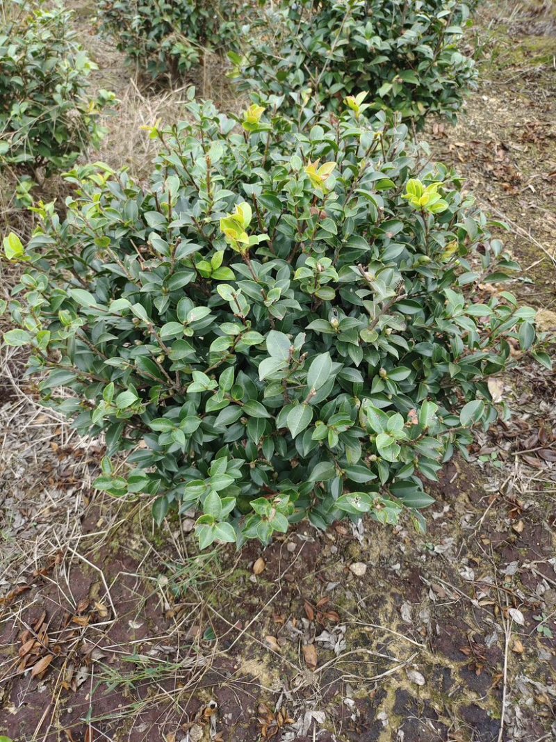 精品茶梅球50-60-80-1米-1.2米