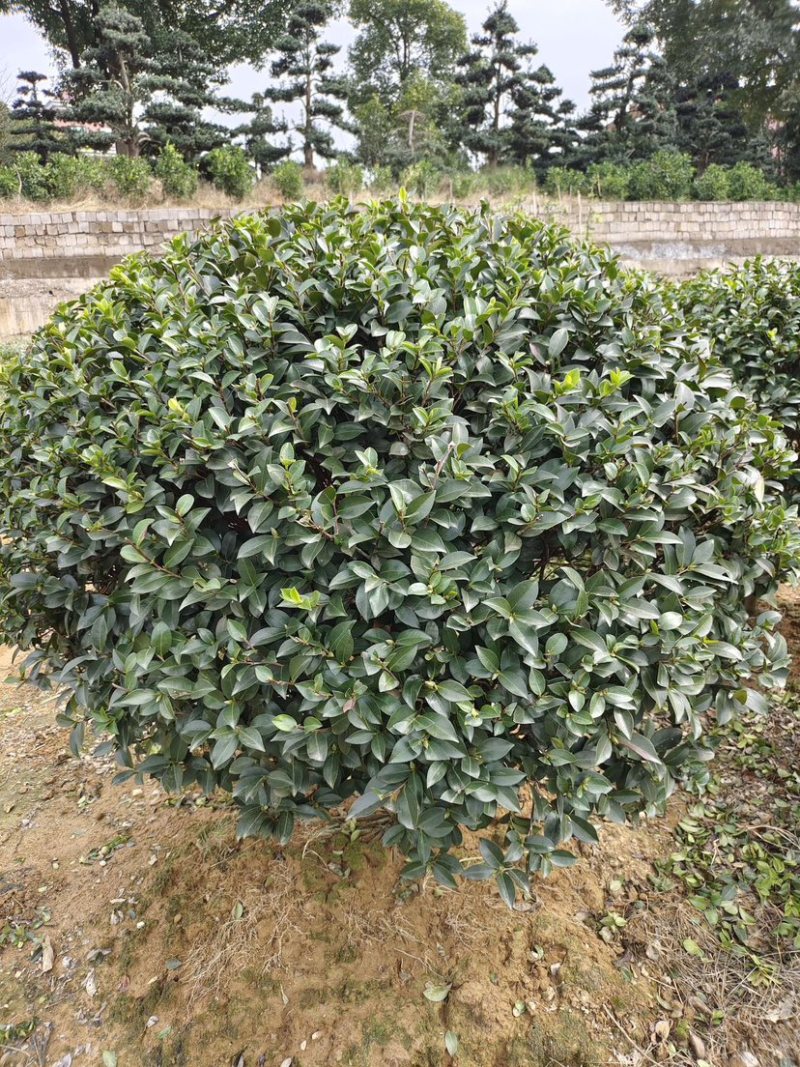 精品茶梅球50-60-80-1米-1.2米