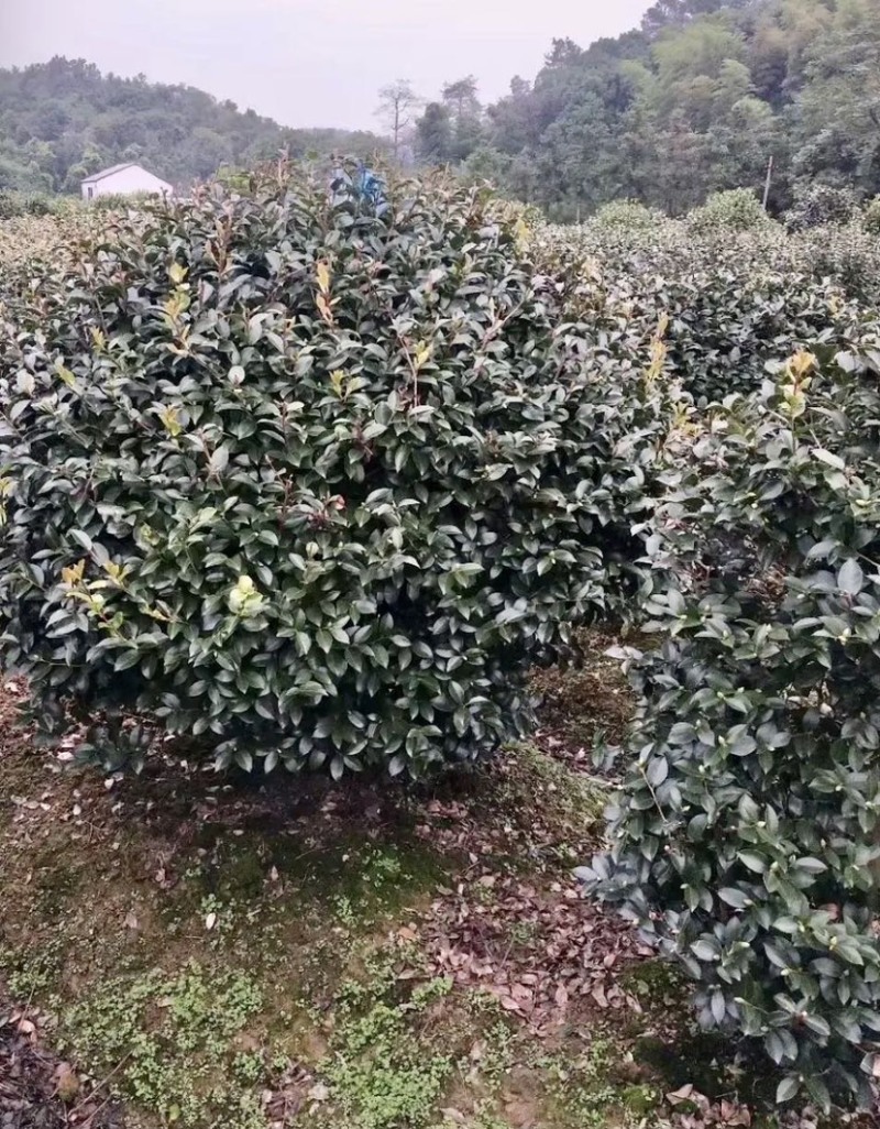 精品茶梅球50-60-80-1米-1.2米