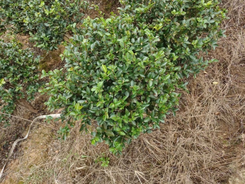精品茶梅球50-60-80-1米-1.2米