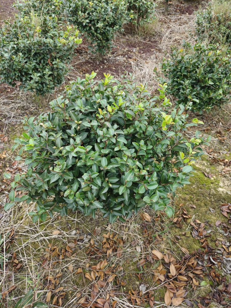 精品茶梅球50-60-80-1米-1.2米