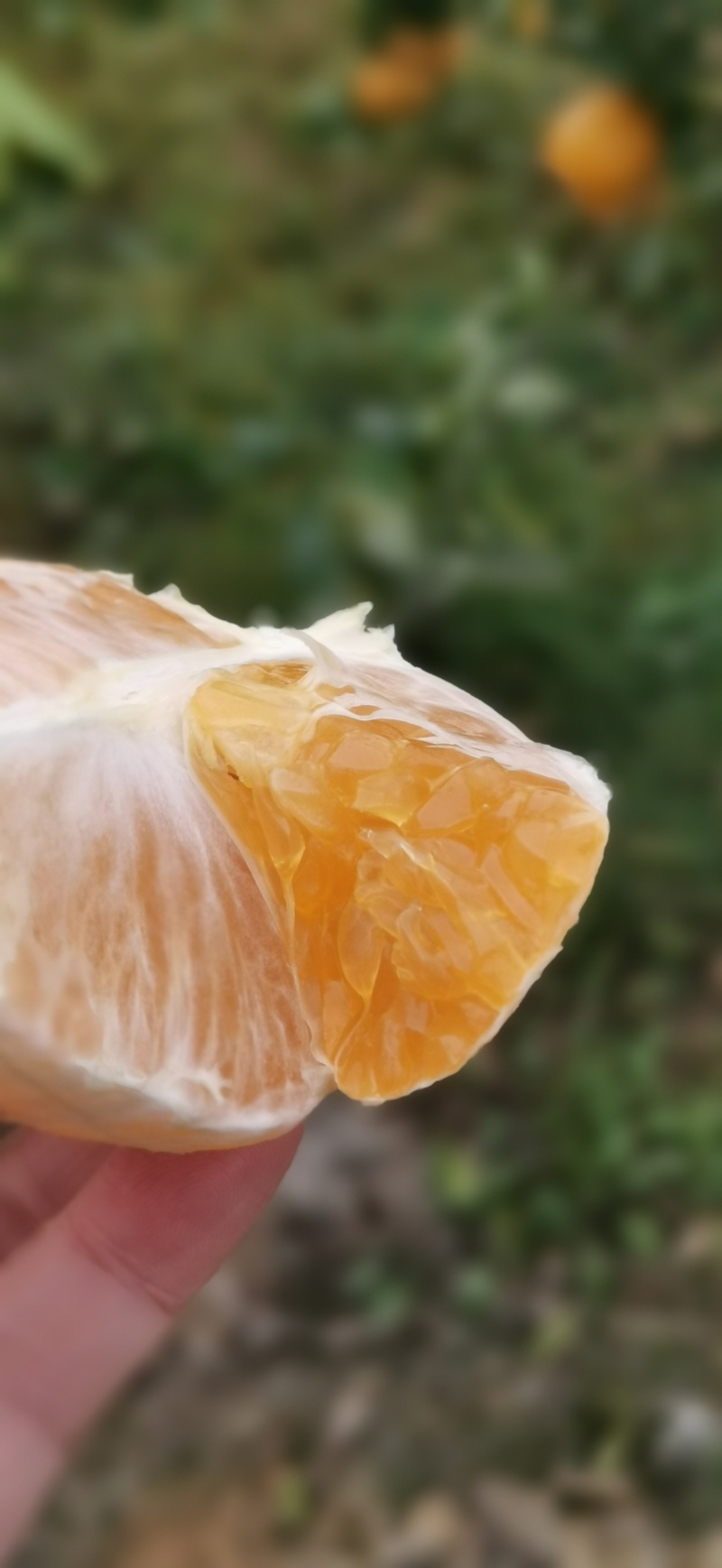 阳光一号，桔柚，自然成熟，巨甜，耐运输耐储存