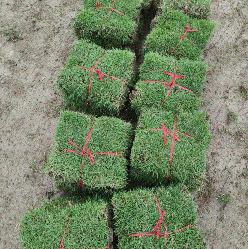 马尼拉草坪