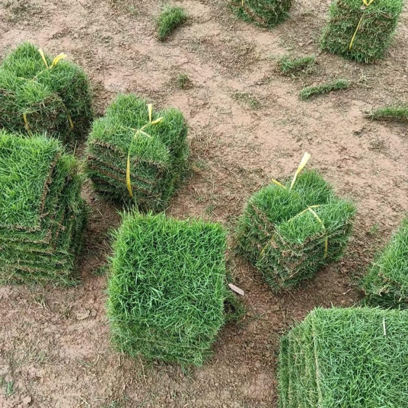 马尼拉草坪