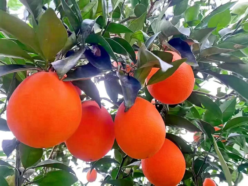 奉节脐橙🍊纽荷尔圆红长红72-1伦晚精果电商一二级果