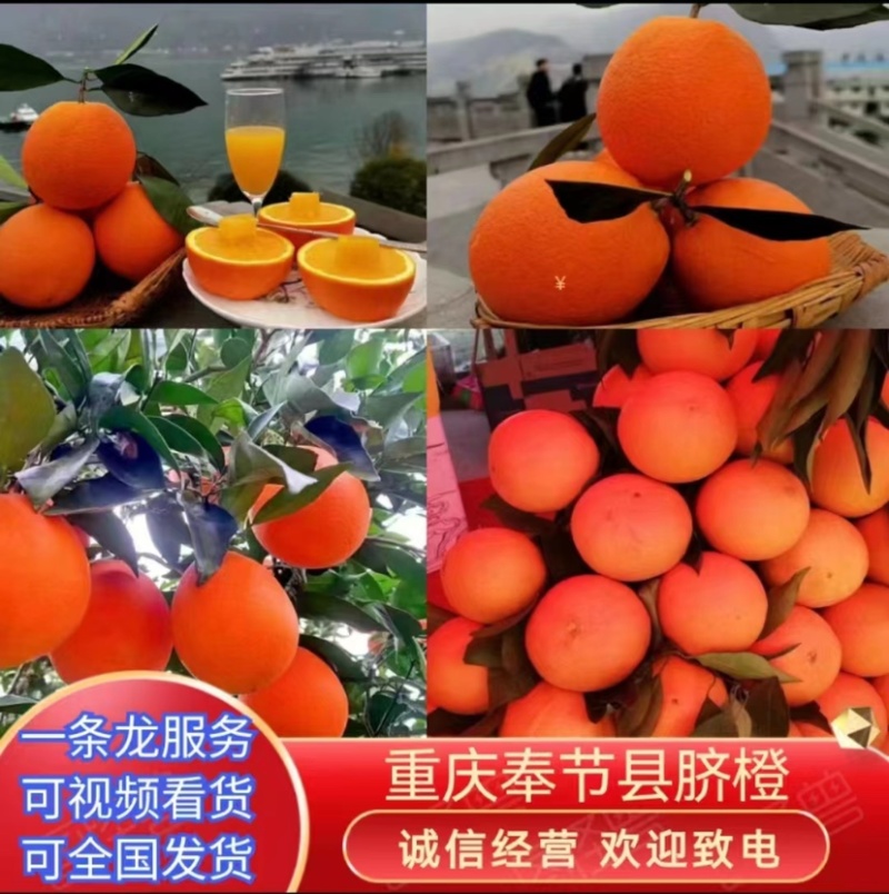 奉节脐橙🍊纽荷尔圆红长红72-1伦晚精果电商一二级果