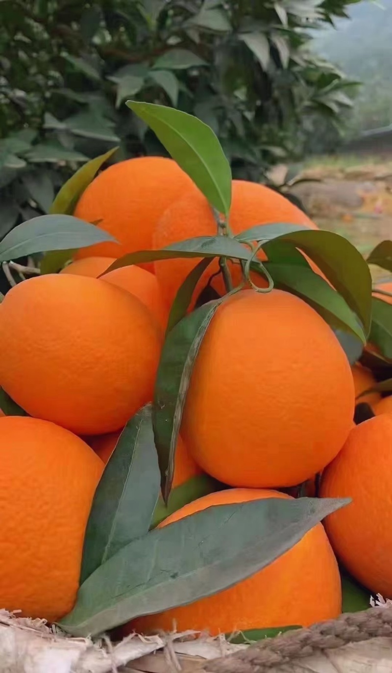 奉节脐橙🍊纽荷尔圆红长红72-1伦晚精果电商一二级果