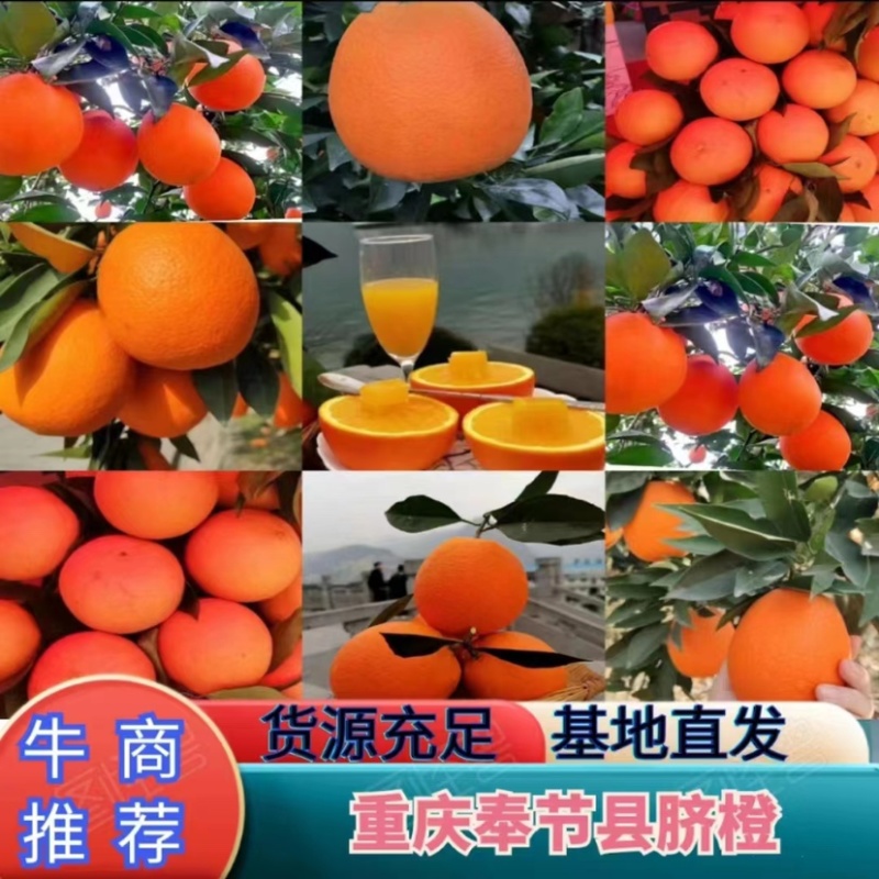 奉节脐橙🍊纽荷尔圆红长红72-1伦晚精果电商一二级果