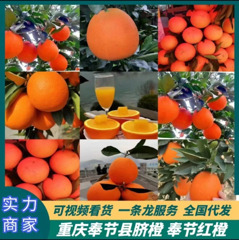奉节脐橙🍊纽荷尔圆红长红72-1伦晚精果电商一二级果