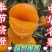 奉节脐橙🍊纽荷尔圆红长红72-1伦晚精果电商一二级果