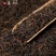 【茶王六堡茶】梧州广西黑茶金花茶2015年