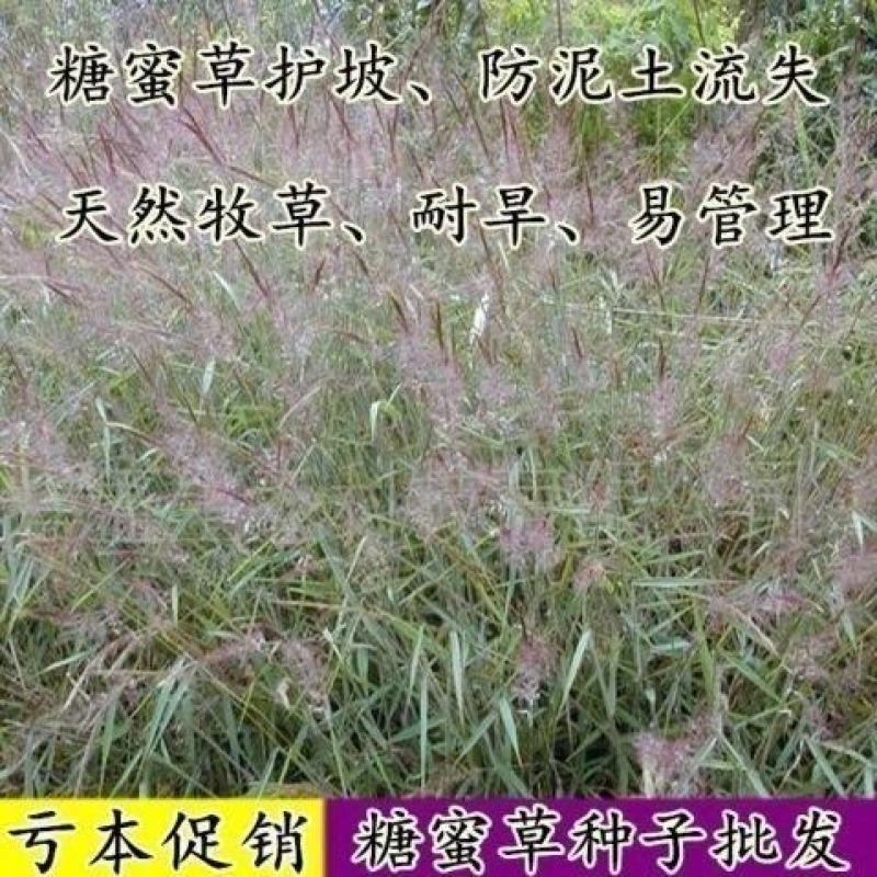 网红草糖蜜草种子四季种南方北方种植牧草种子护坡防泥土流失