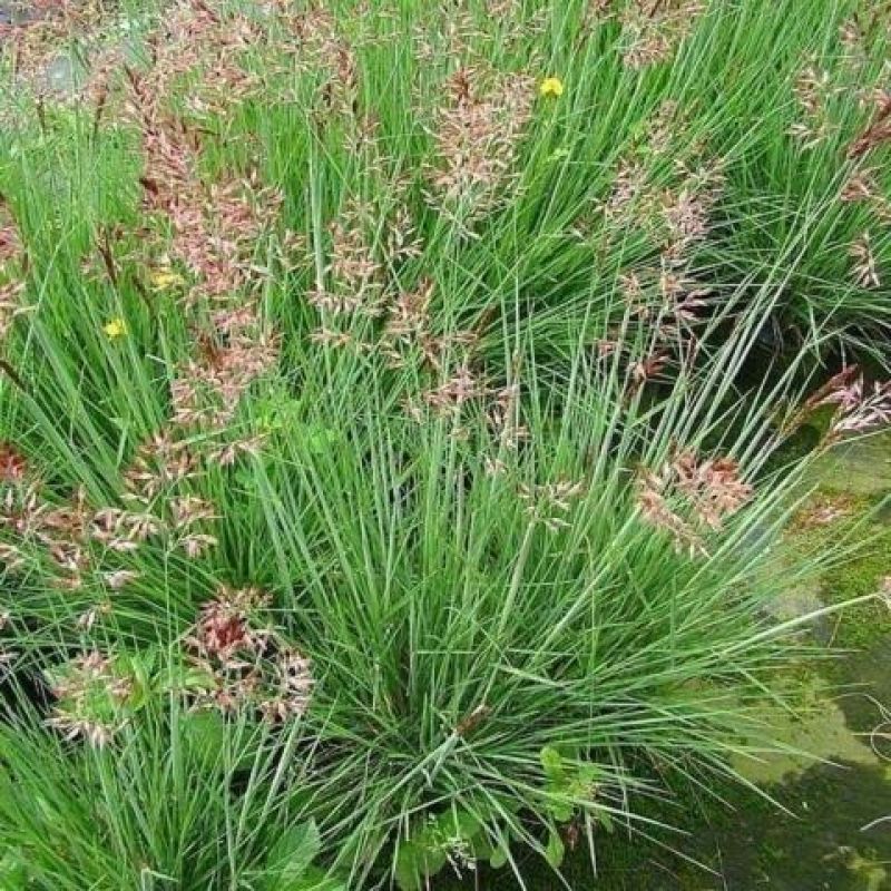 网红草糖蜜草种子四季种南方北方种植牧草种子护坡防泥土流失