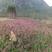 网红草糖蜜草种子四季种南方北方种植牧草种子护坡防泥土流失