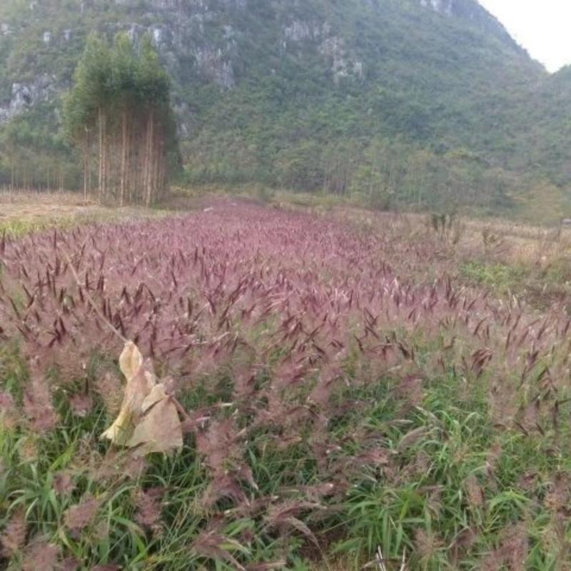 网红草糖蜜草种子四季种南方北方种植牧草种子护坡防泥土流失
