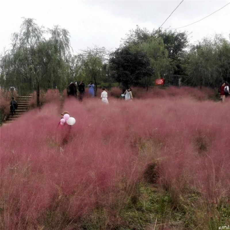 网红草糖蜜草种子四季种南方北方种植牧草种子护坡防泥土流失