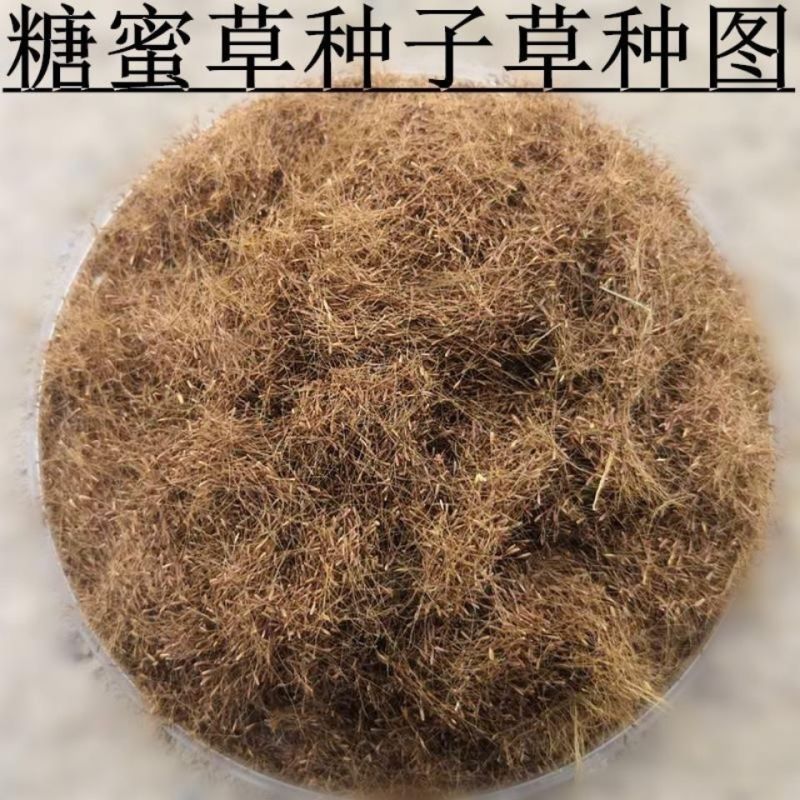 网红草糖蜜草种子四季种南方北方种植牧草种子护坡防泥土流失