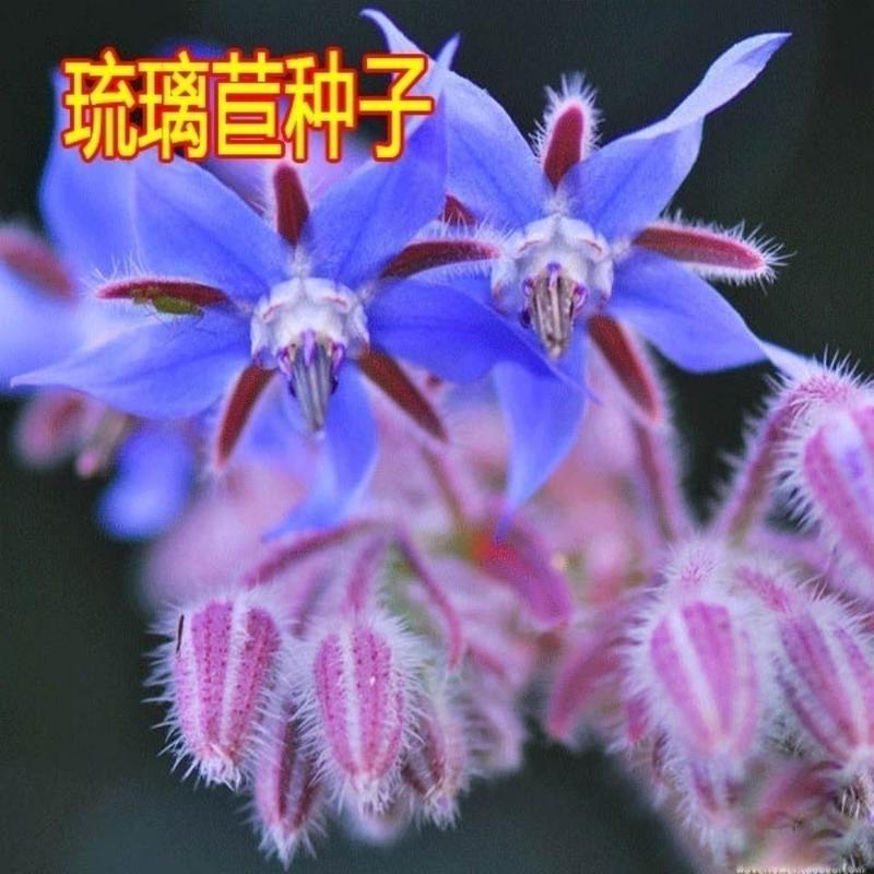 蓝色琉璃苣种子星星草香草花卉蜜源可食用阳台庭院绿化紫花草