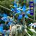 蓝色琉璃苣种子星星草香草花卉蜜源可食用阳台庭院绿化紫花草
