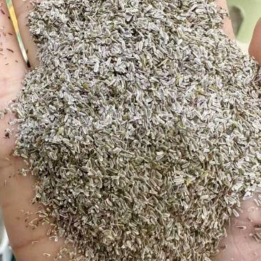 蓍草种子锯草花种子耐寒花卉秋播植物景观园林花草籽公斤包