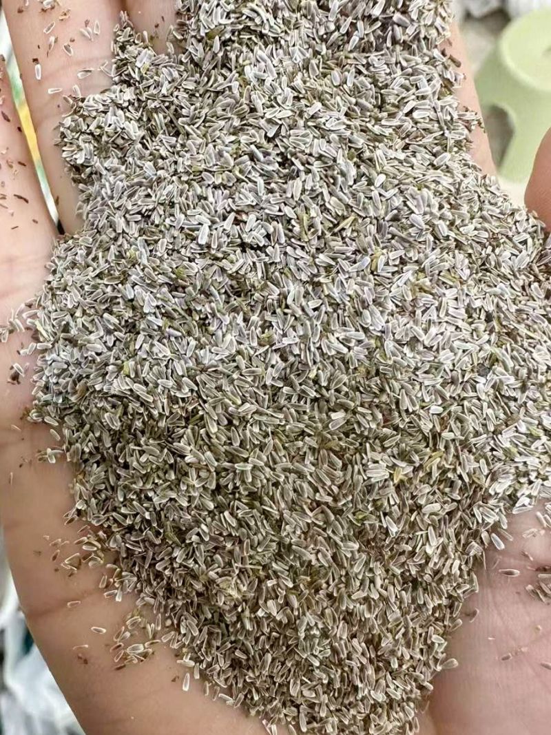 蓍草种子锯草花种子耐寒花卉秋播植物景观园林花草籽公斤包